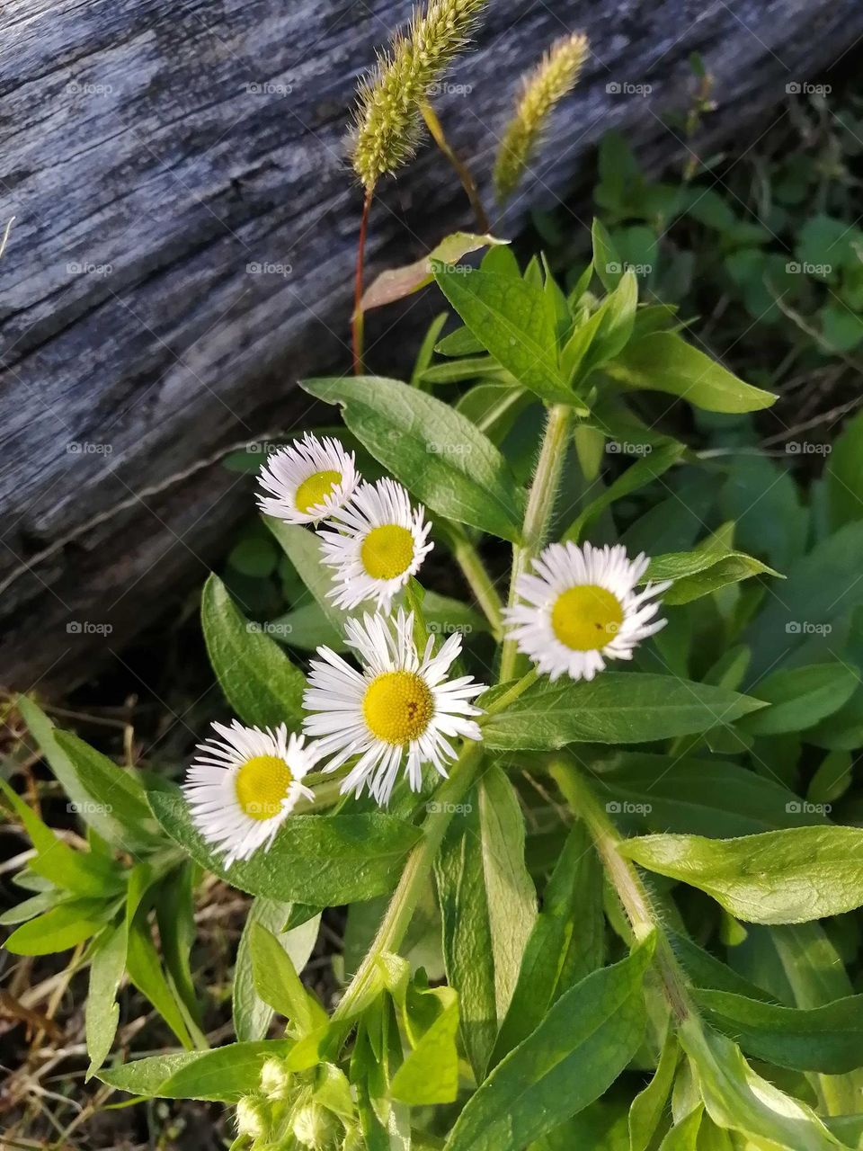 One shiny day on contry side...