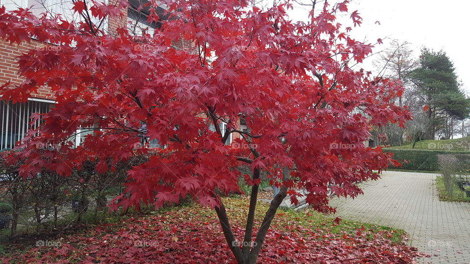red leaves at autumn