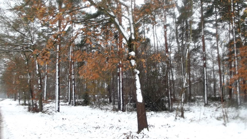 Snow On Trees