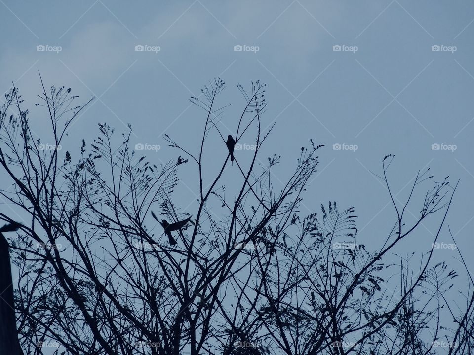 Silhouette and shadow in the dawn 