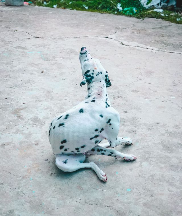 Dog lover