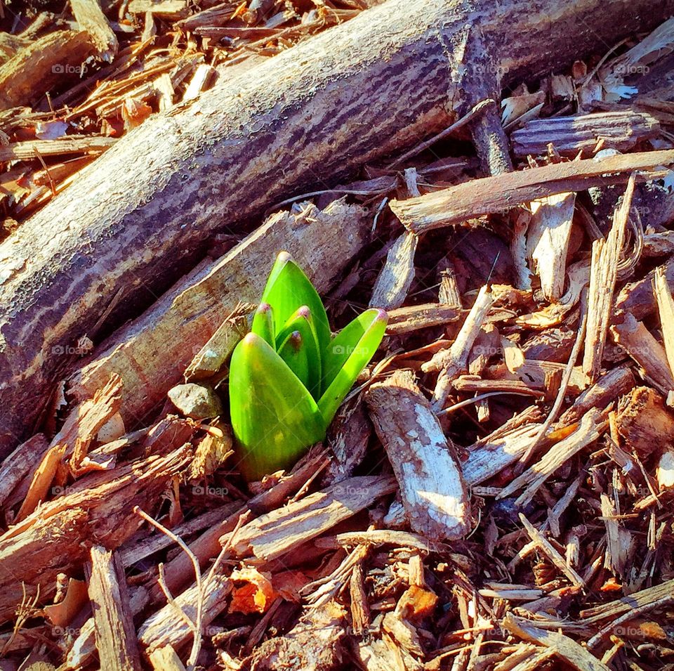 Green shoots