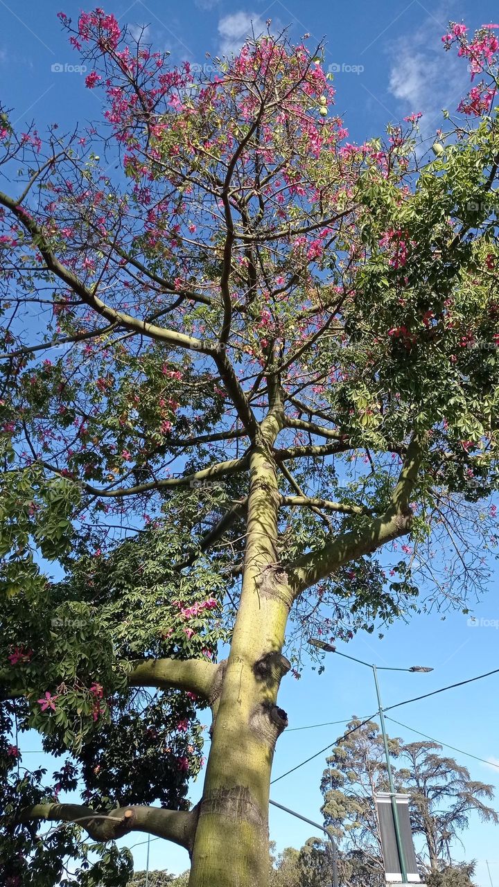 Silk Floss Tree -  Árbol Palo Borracho