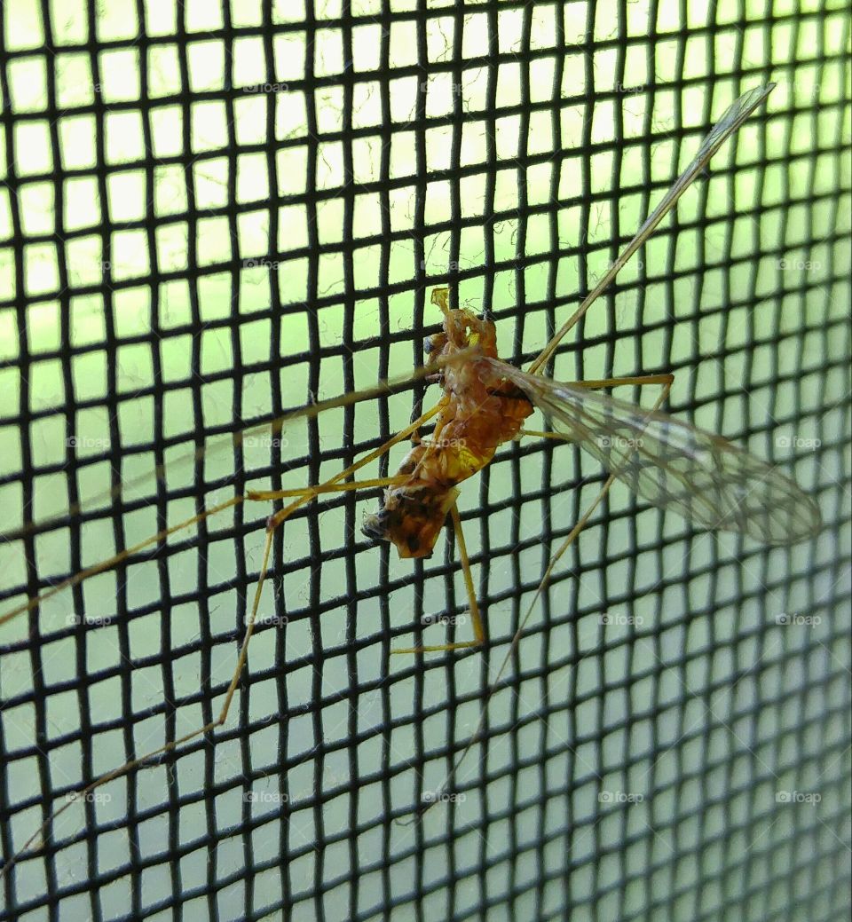 Died trying to escape