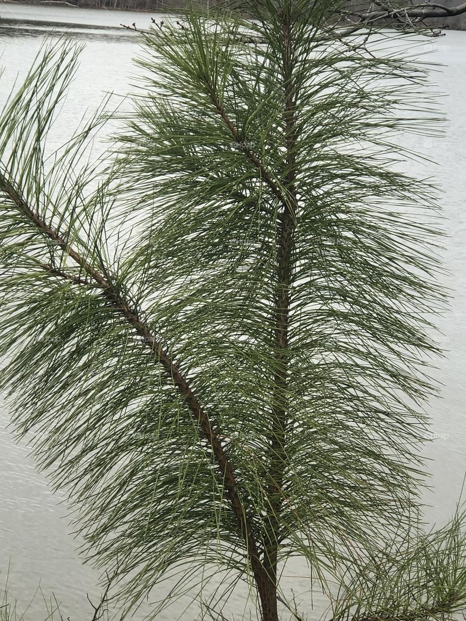 Pine Branches