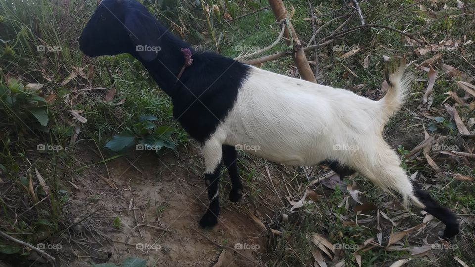 Alpine goats are the result of crossbreeding of American Alpines with French Alpines. American Alpines are the largest goat breeds of America. They are strong, hardy, friendly and productive.