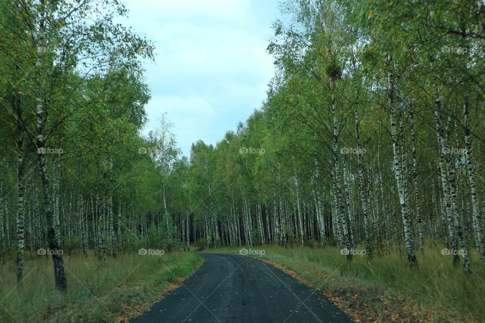 Road through the forest