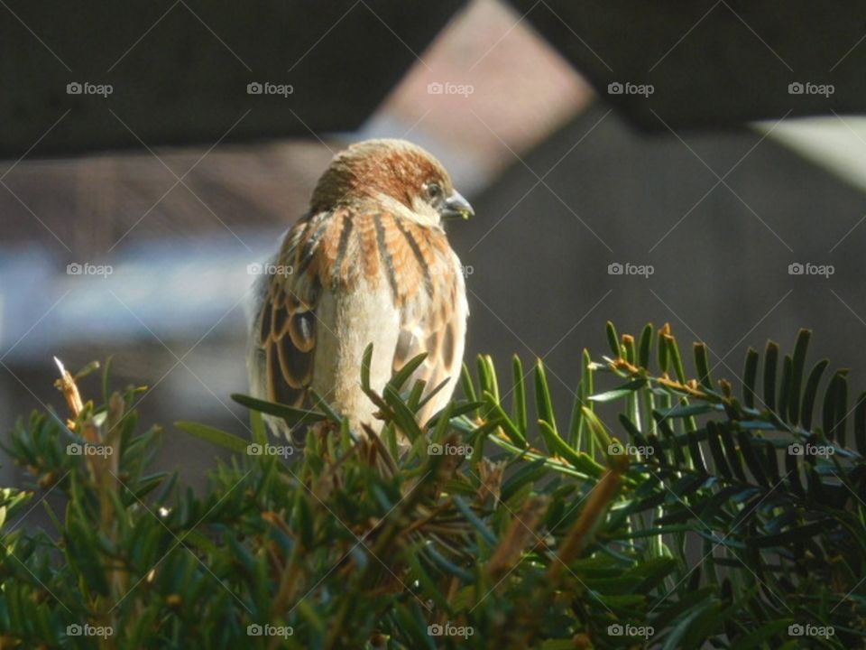 bird eating leaves from a bush