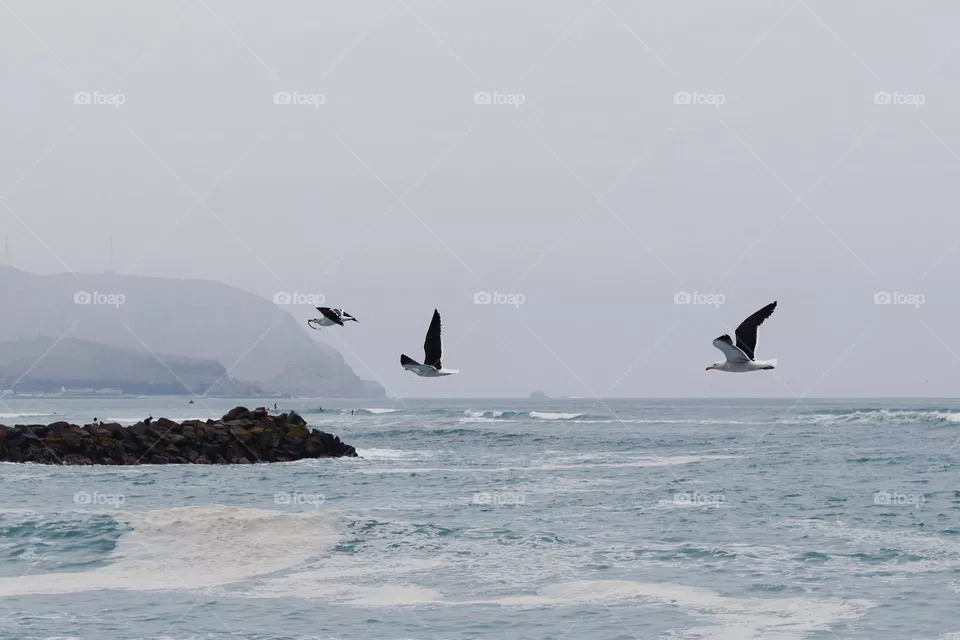 Aves 