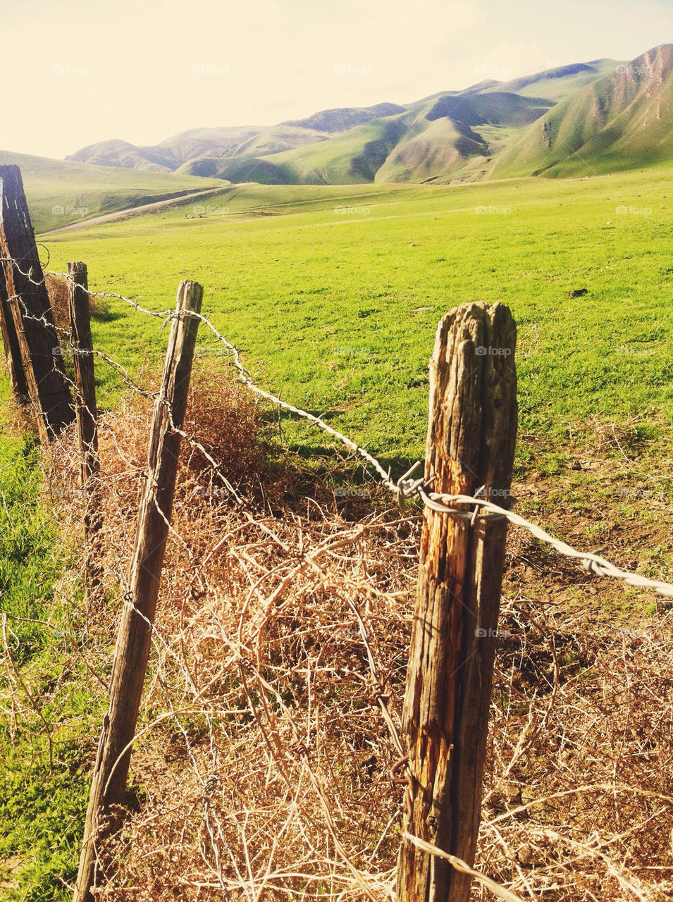 Rolling California hills.