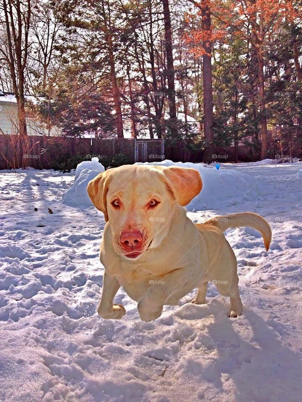 Snowy Dog