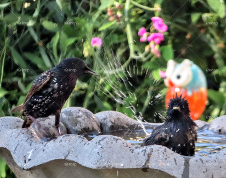 Silly Birds Splashing on Hot Summers Day "Splish Splash We're Taking A Bath"