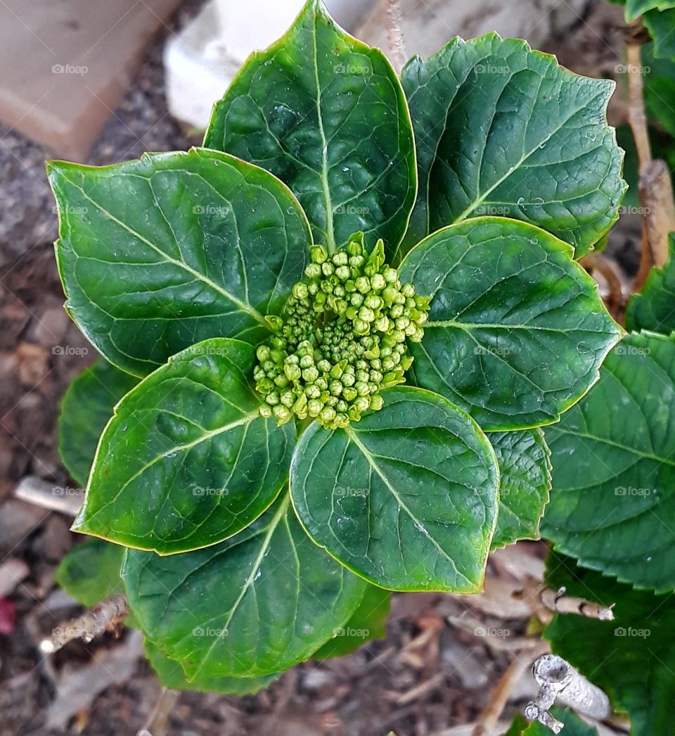 Getting ready to bloom