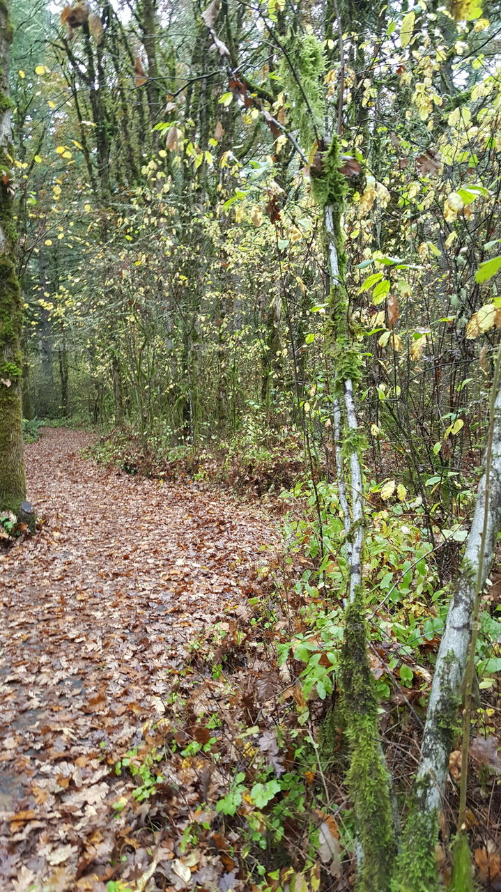 autumn leafs on the pathway