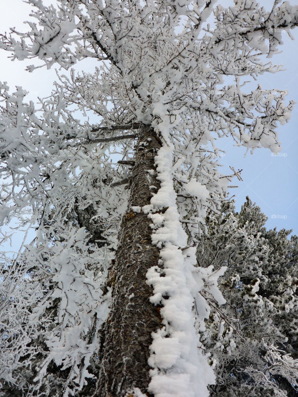 Frozen forest