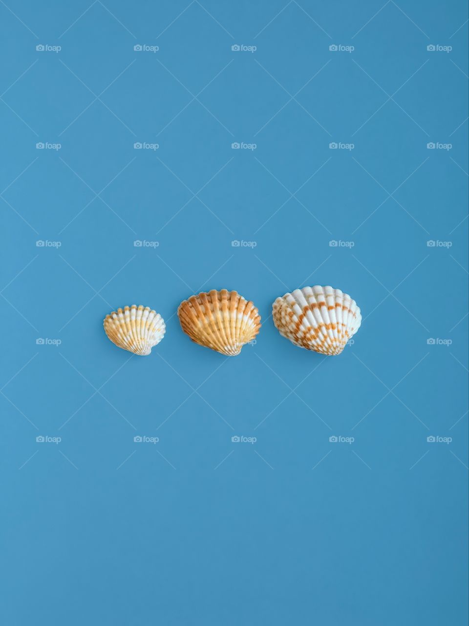 Shells on blue paper background