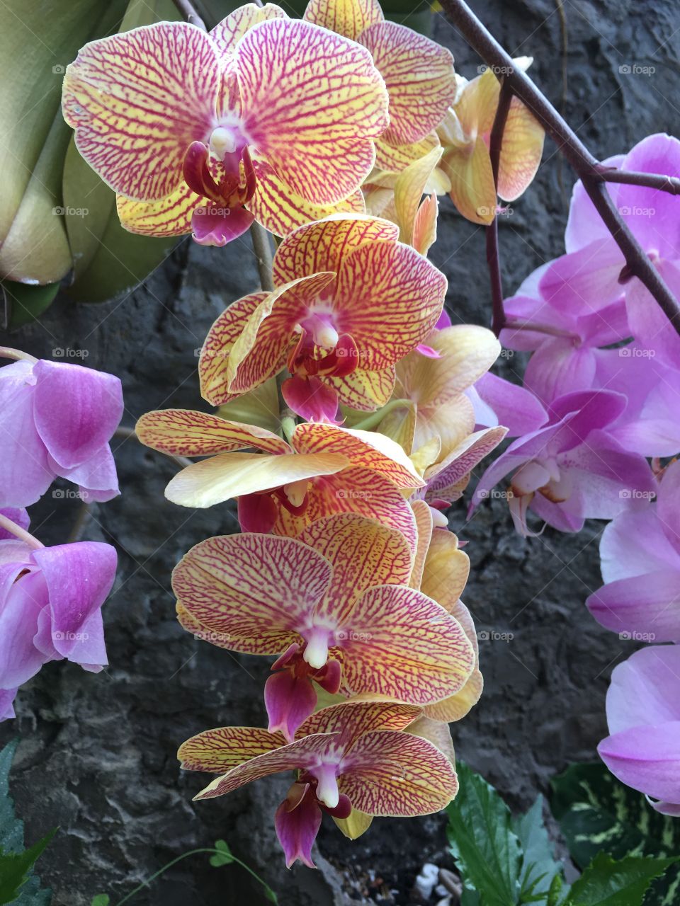 Purple and yellow orchid 