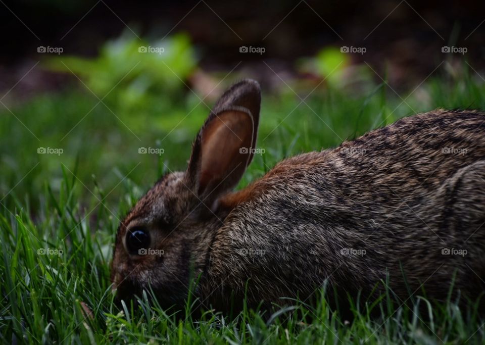 Rabbit, Mammal, Bunny, Hare, Grass