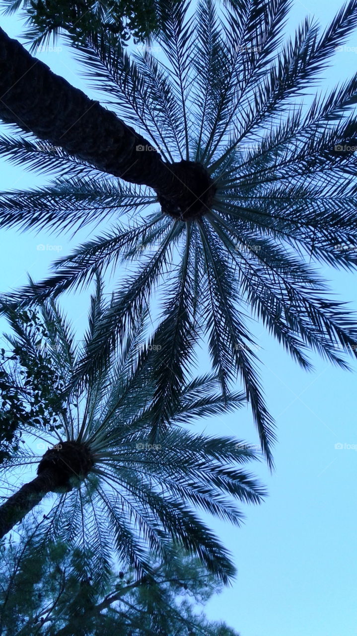 Under the palm trees