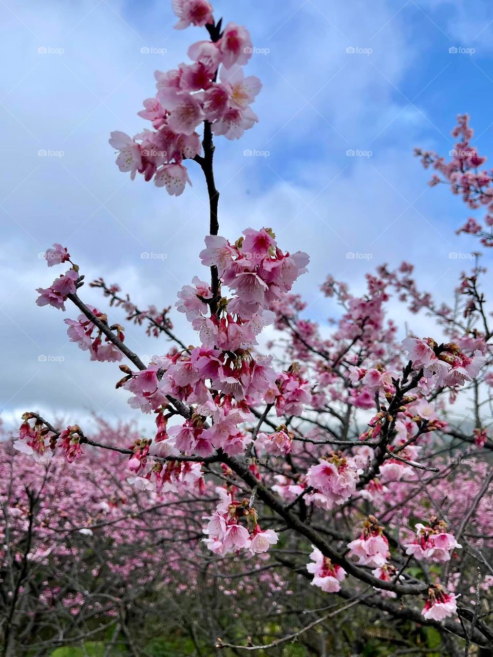 Beautiful flowers in bloom