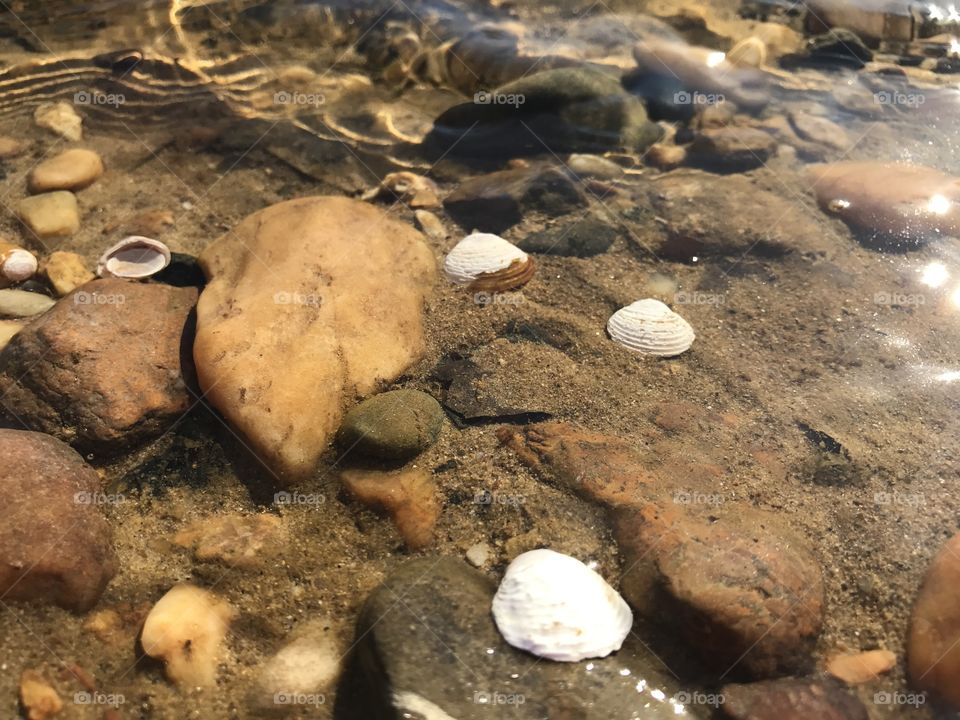 Shells under water