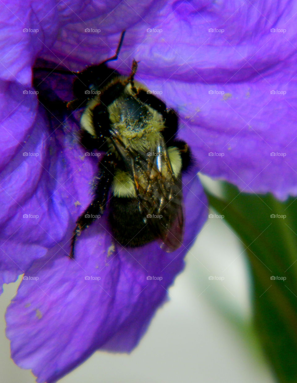 Nectar depot. The bee arrives at his destination to start a days work. The average workday for a bee is approximately 7.5 hours!