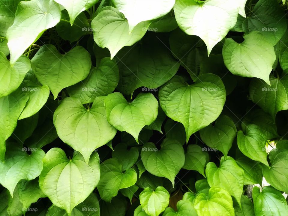 Green leaves, heart-shape leaves back ground.