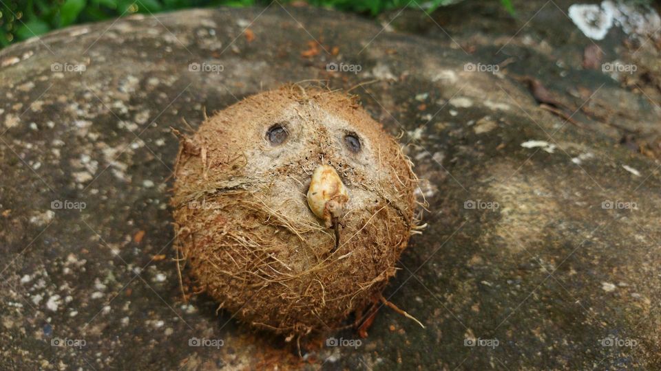coconut face