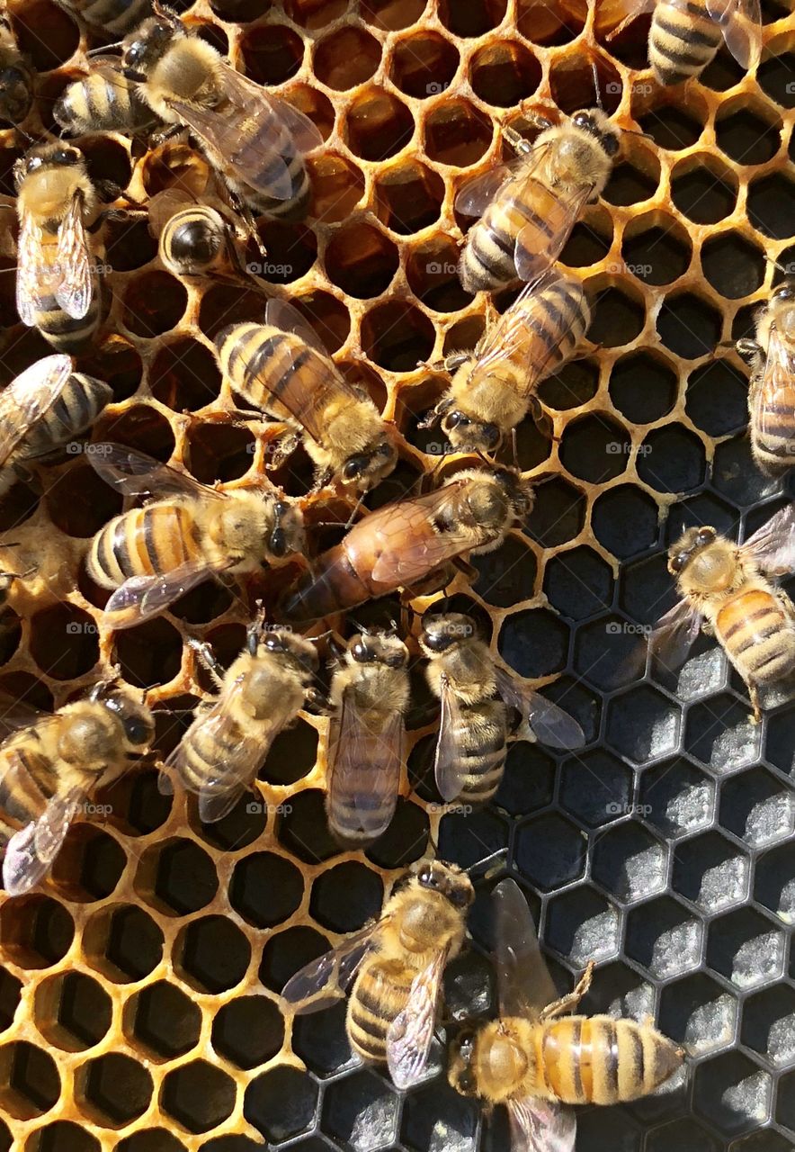 Beekeeping, grafting, queen rearing, queen, rearing, bees, honeybee, honeybees, brood, wax, comb, nectar, capped, eggs, larva, delicate, process, light, dark, frame, foundation, honey, queen, queen bee, nurse bees, foragers