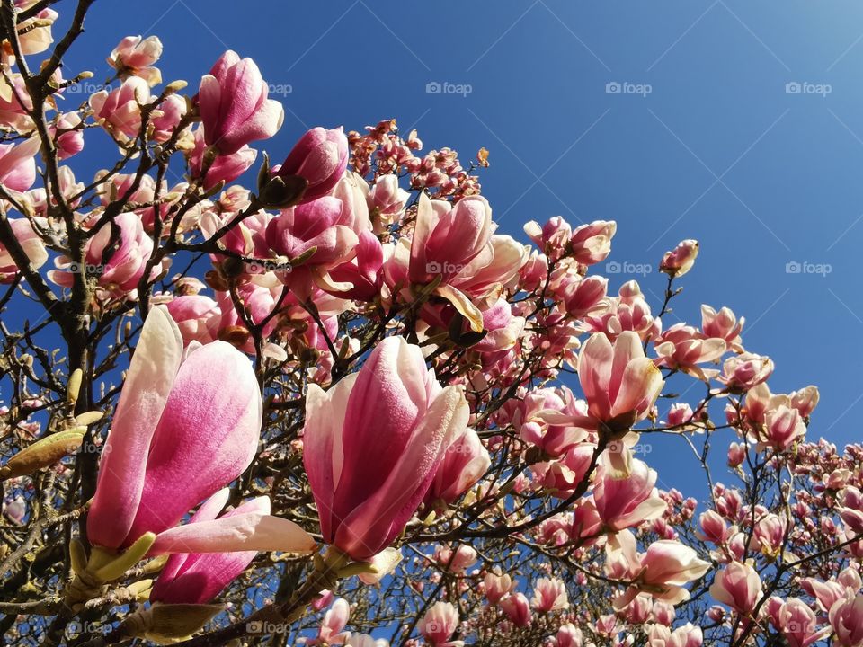 Magnolia blossom in the sun