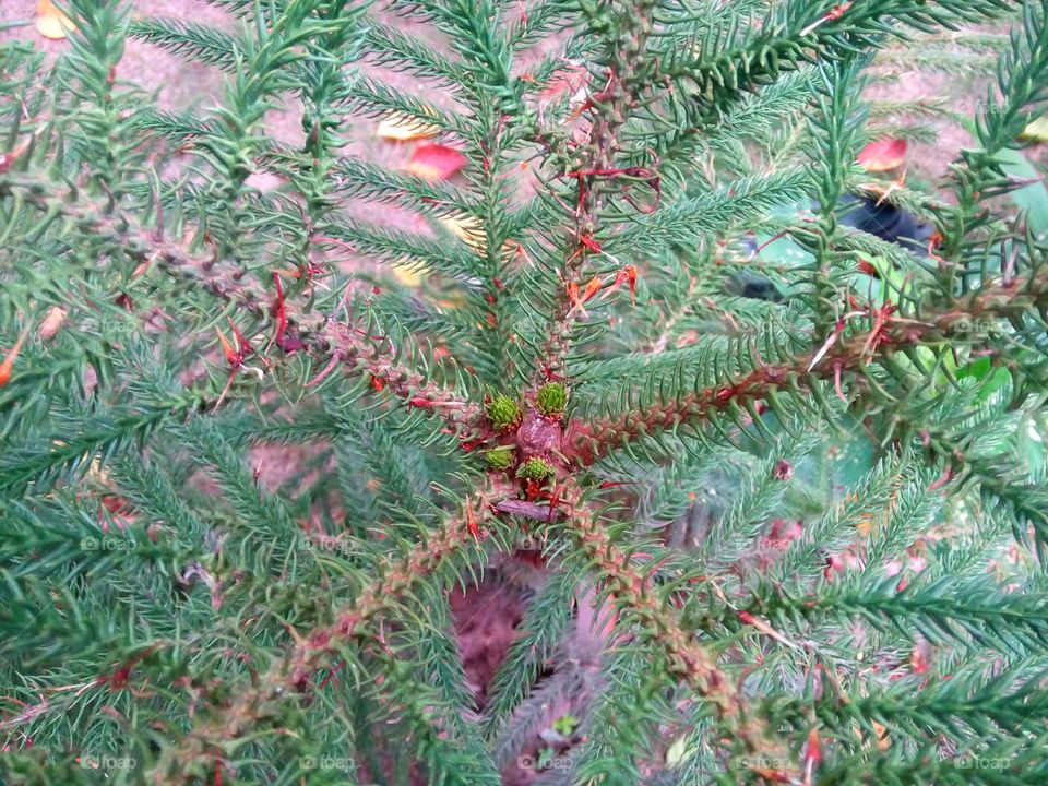 plant close-up