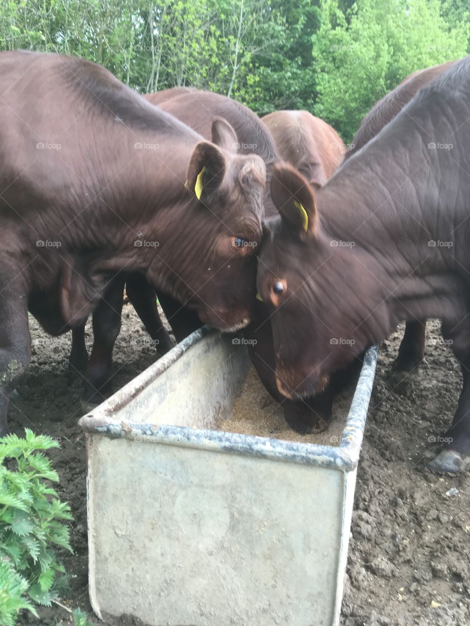 Battle of the heads! Magnificent brown Sussex cattle, lock heads to get their feed in a troug.