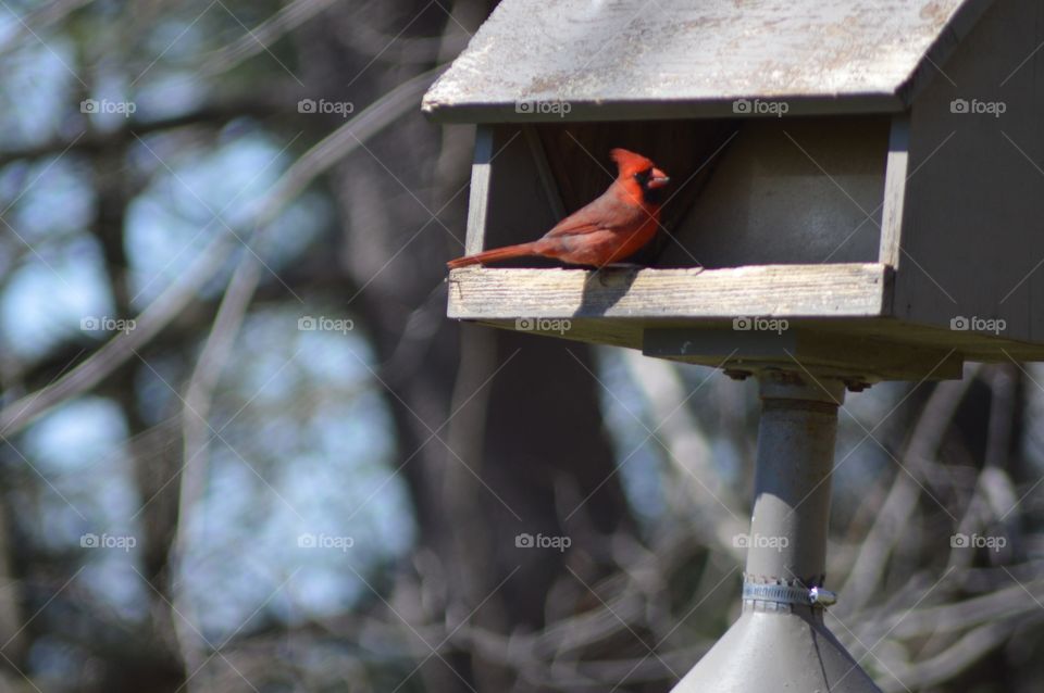 Cardinal on Feeder