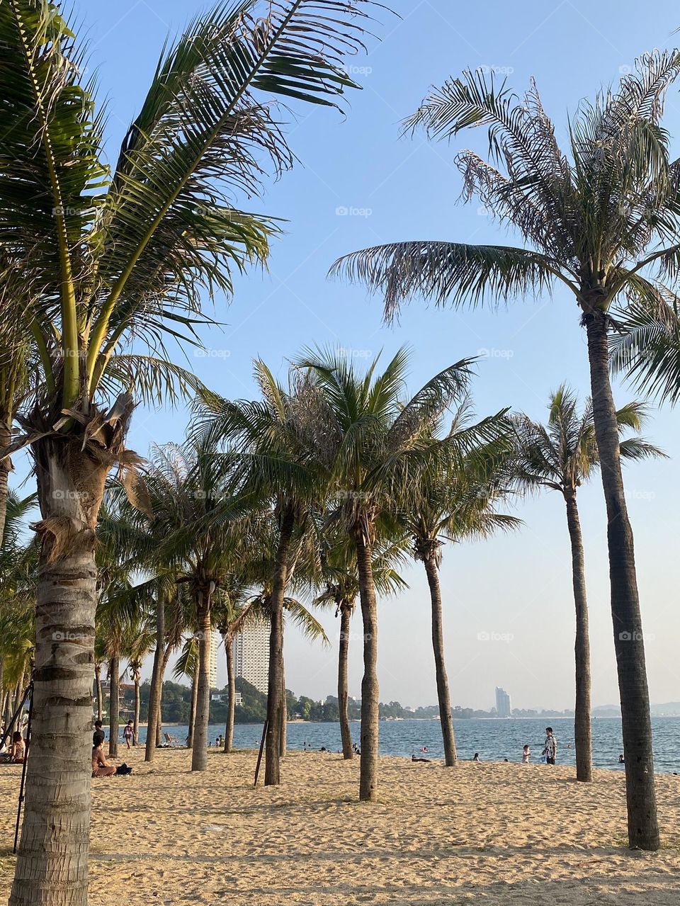 Find me under the coconut trees 🌴