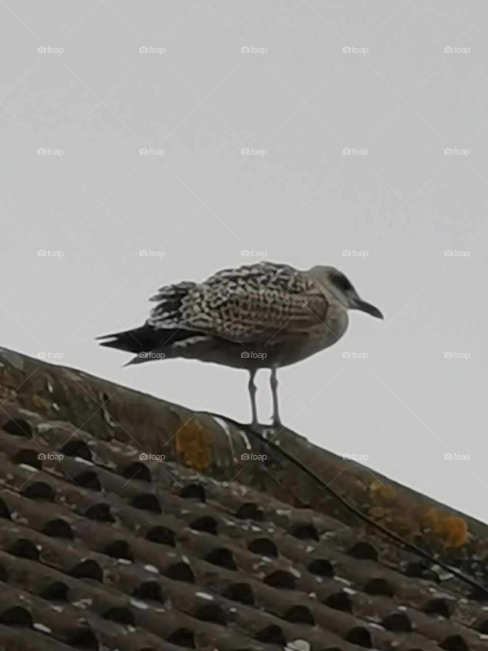 Caught in the act!!!