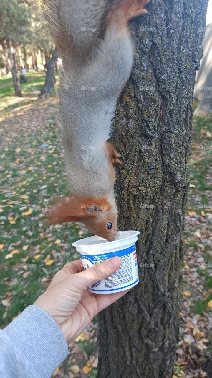 feeding a squirrel in the bishkek city park