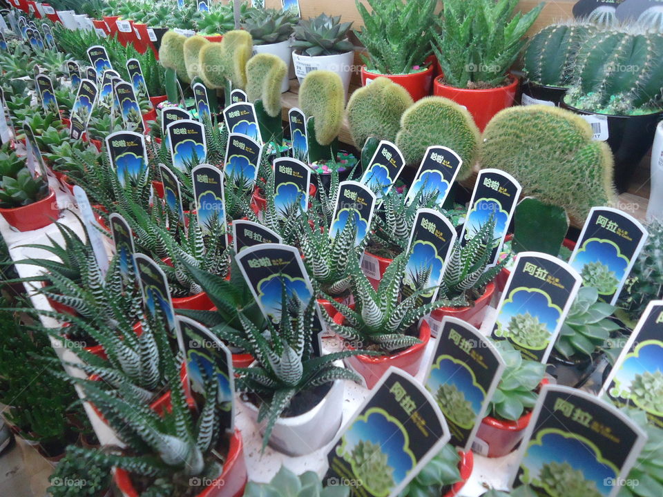 cactus. lovely cactus in hk flower market.