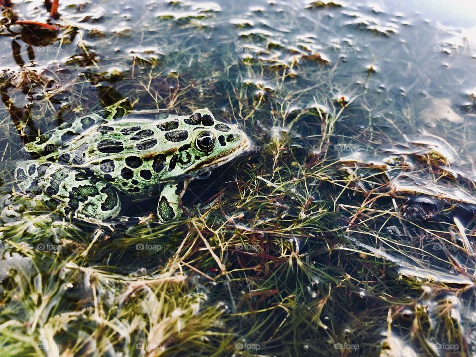 Pond frog enjoying the evening outdoors
