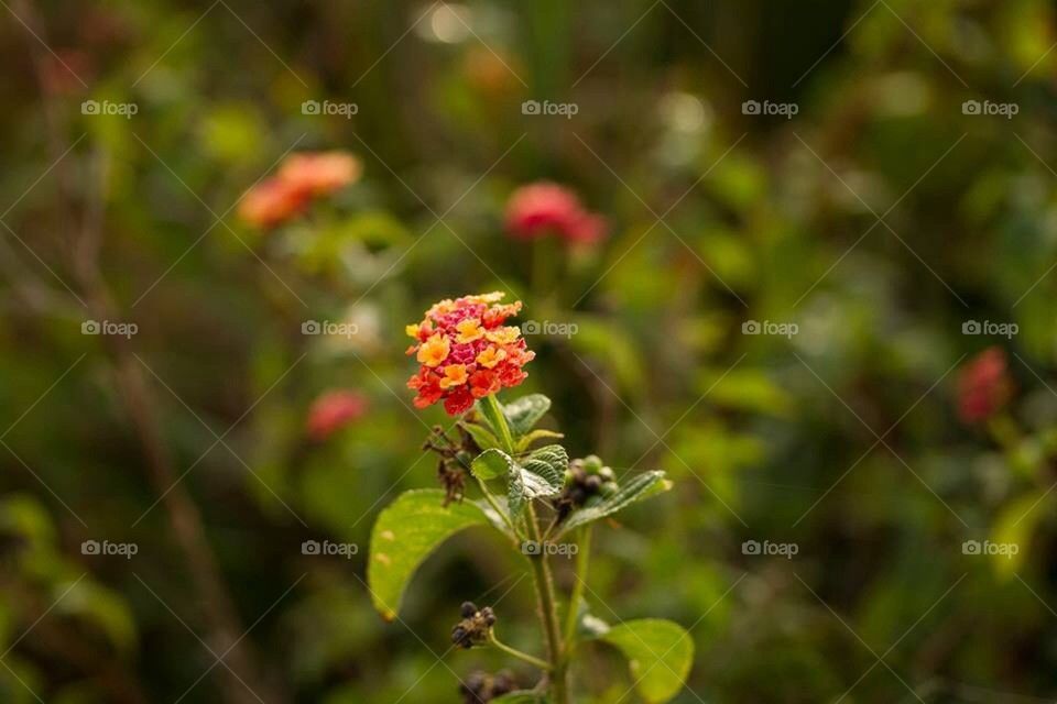 Macro Flowers