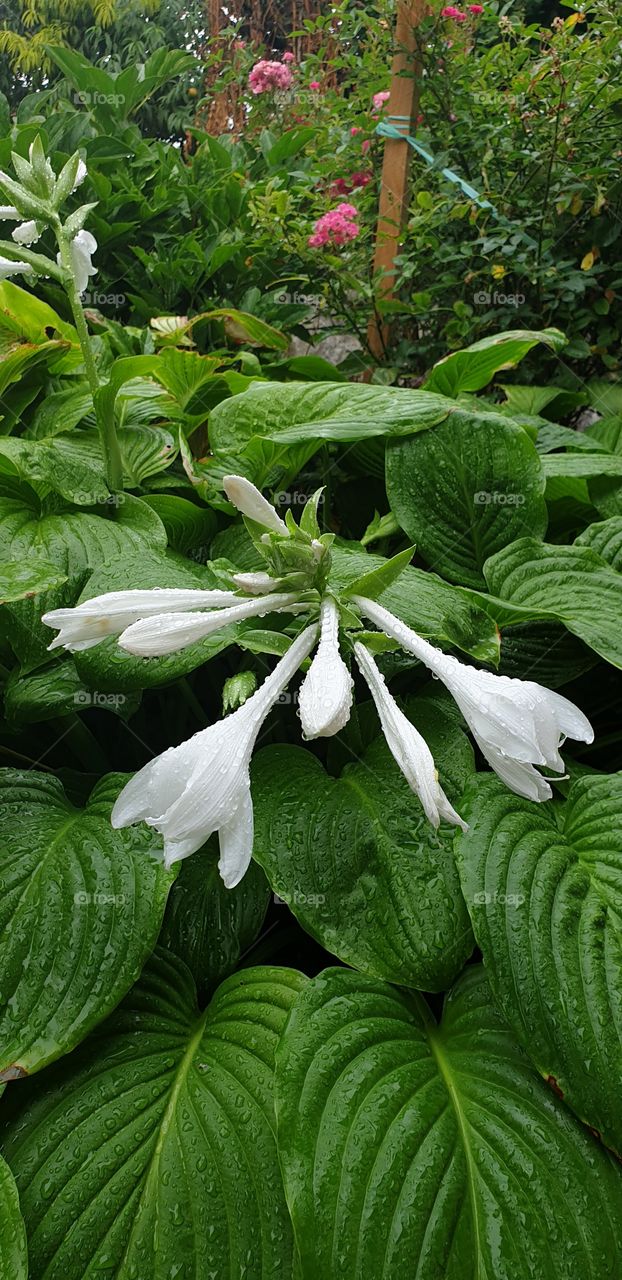 white flowers after rain