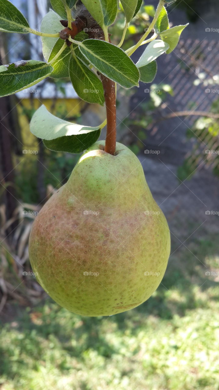 pear