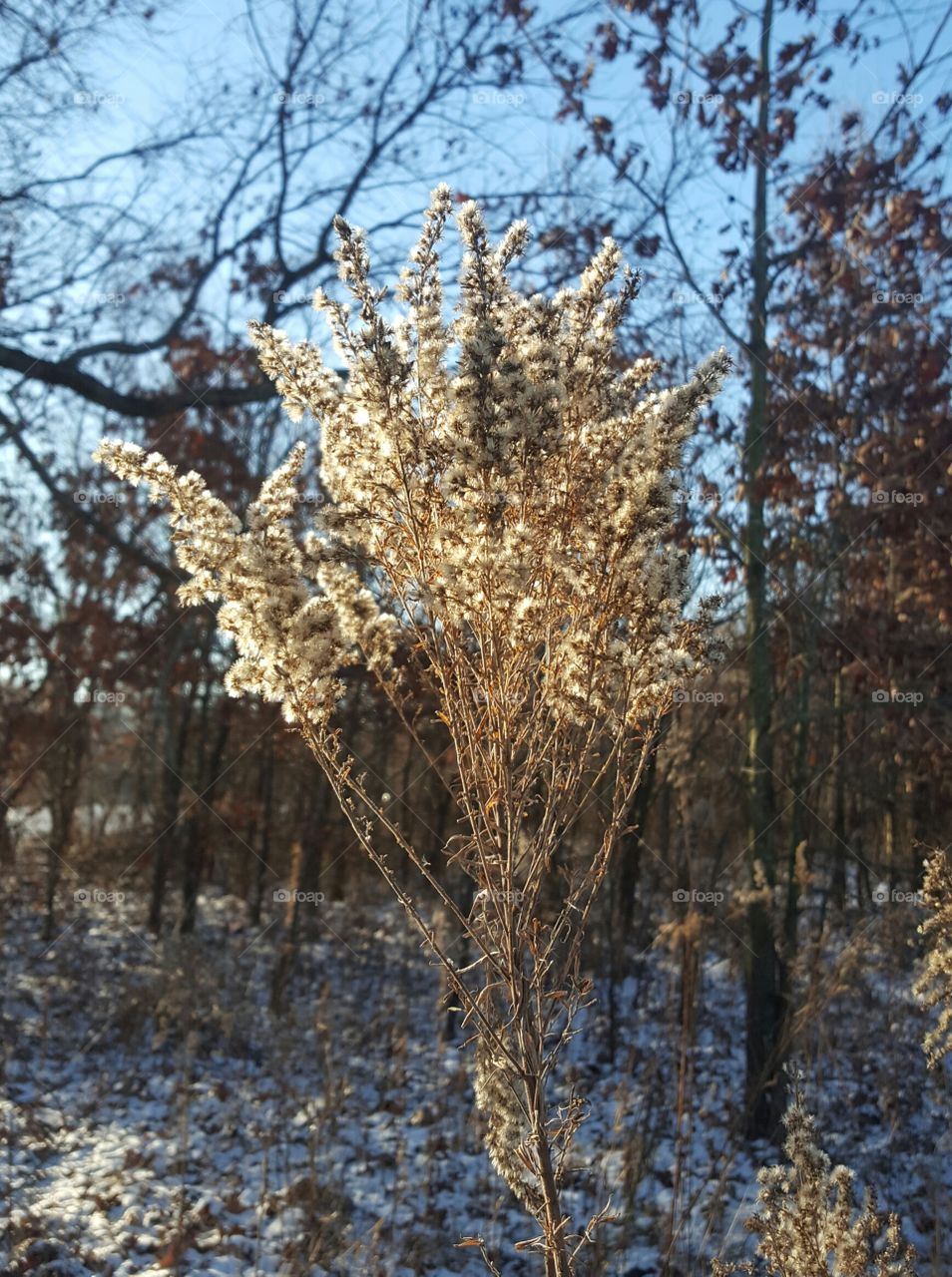 frozen dried wild flower