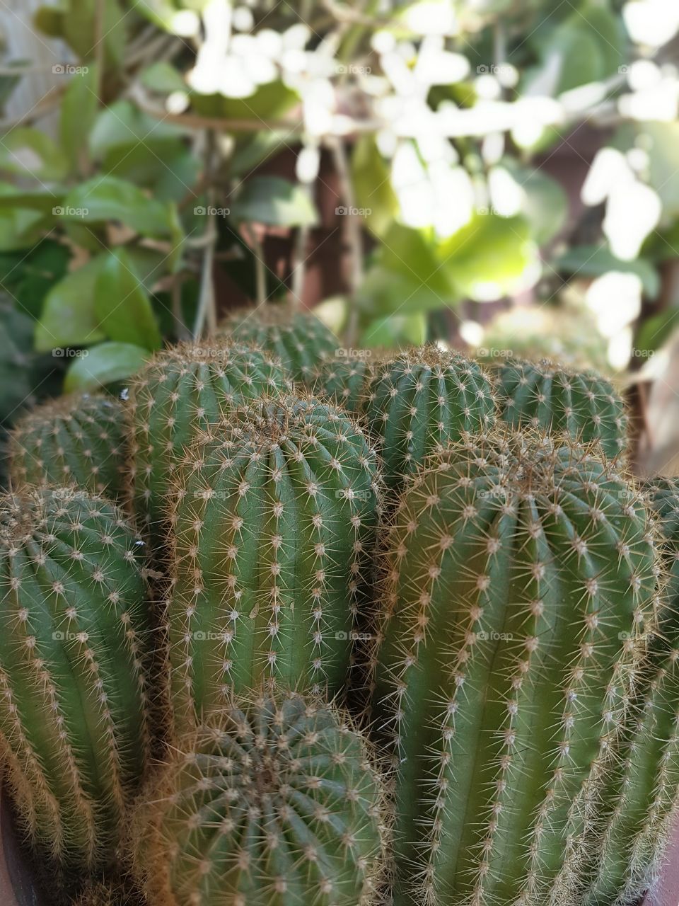 Cactus