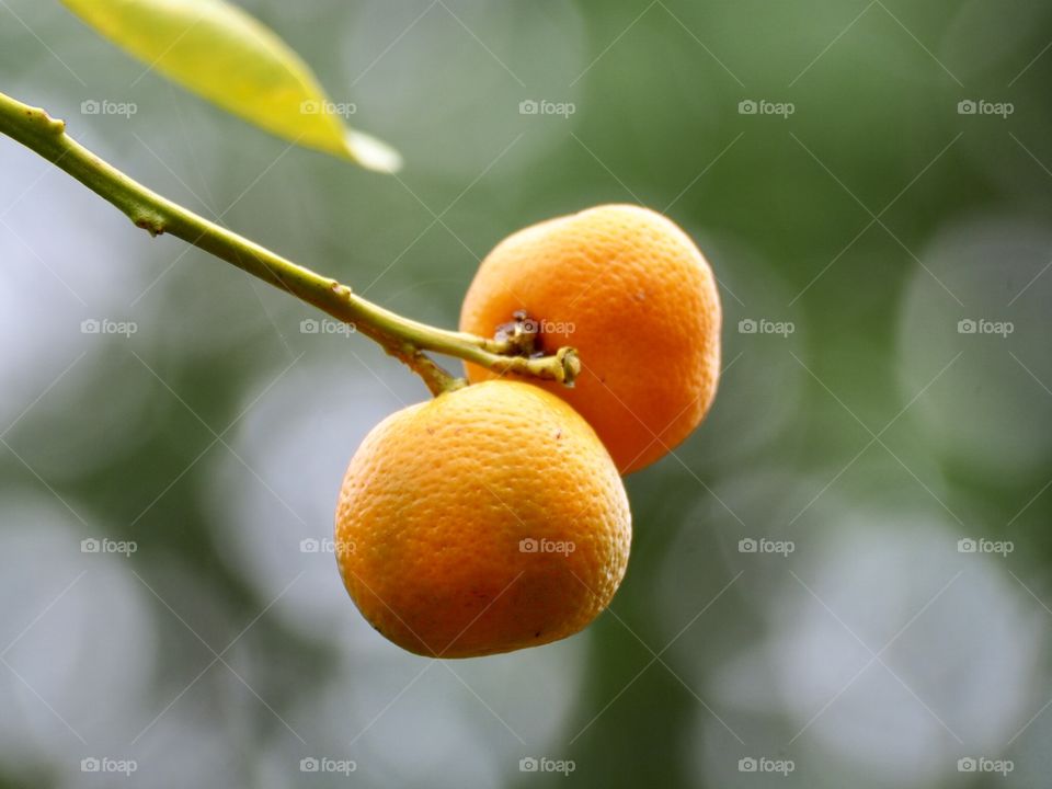 Oranges