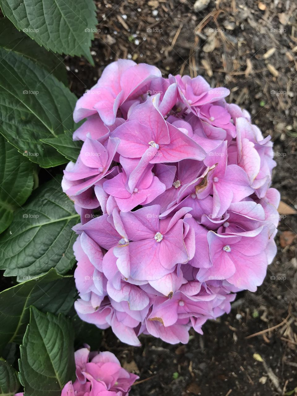 Hydrangea