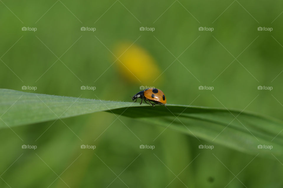 Summer, a sunny day, the grass is green, the Ladybug is running, bask in the sun, and take shelter in the grass, in the coolness of the shady grass.