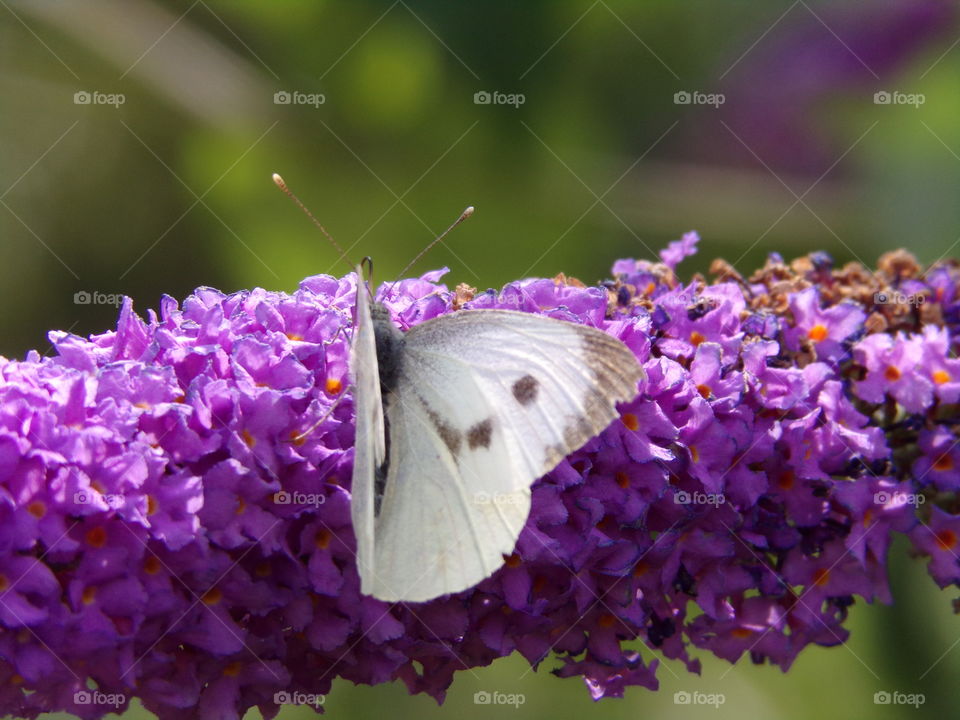 Schmetterling auf Sommerflieder
