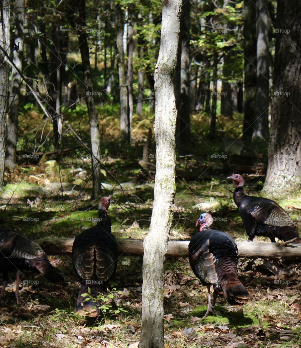 A flock of turkeys relaxing in the woods 