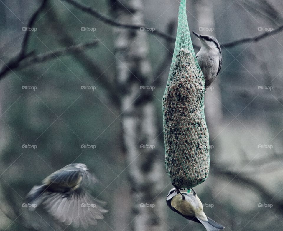 Blue tit and a nuthatch
