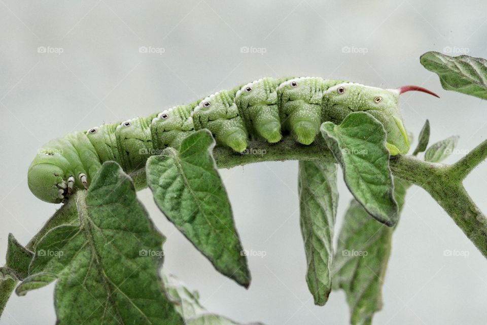 Ugly tomato horn worm